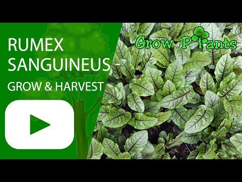 Rumex sanguineus - grow, harvesting & eat (Red vein sorrel)