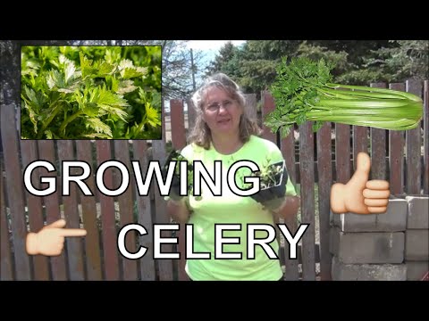 Growing Celery from Seed / Planting Celery/ Updates and Tips