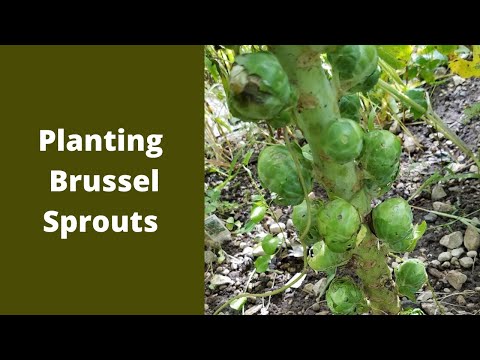 How to plant Brussel sprouts