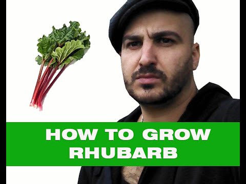 How to Grow Rhubarb – From Planting Crowns to Harvest