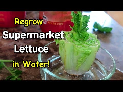 Regrow SuperMarket Lettuce Hydroponically: Bug Free and Soil Free using the Kratky Method!