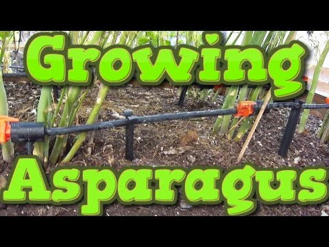 Growing asparagus What you need to know