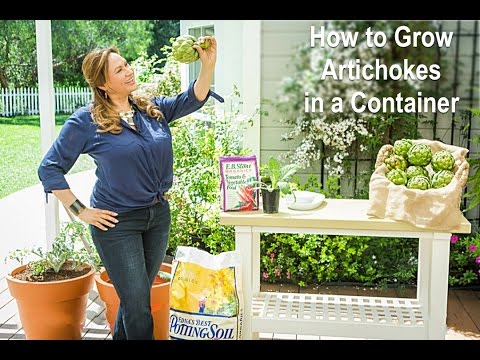 How To Grow Artichokes in a Container ??(Garden Center TV)