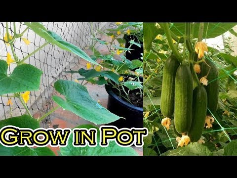 Grow Cucumber in Pot From Start Till Harvest (You Must Try)