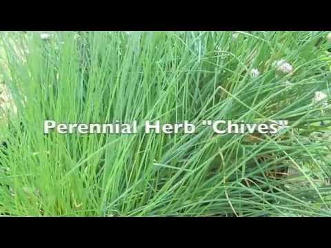 Plant: Chives, How to grow Chives, Chives in containers, How long do they last?