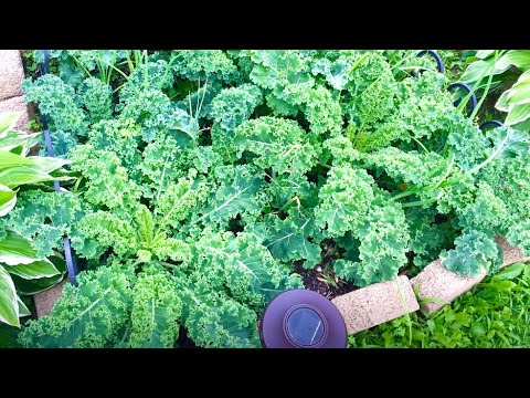 How to grow Kale