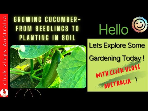 How To Grow Cucumber At Home | From Seedlings To Planting In Soil | Click Vlogs Australia