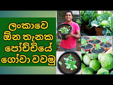 Cabbage cultivation in Sri Lanka Cabbage growing at Home in Pots