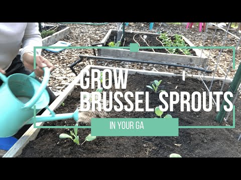 Growing Brussels Sprouts | How to get started easily