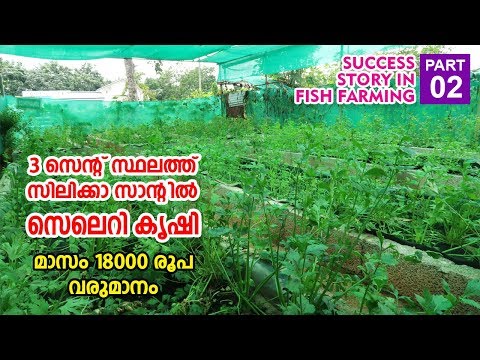 Celery Farming ???? 18000 ??????? | Success story in fish farming part 02