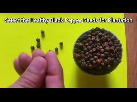 How to Plant Black Pepper (Piper Nigrum) from Seeds at Home