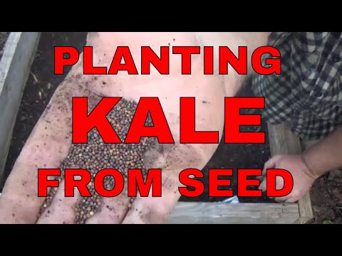 Planting Kale from Seed