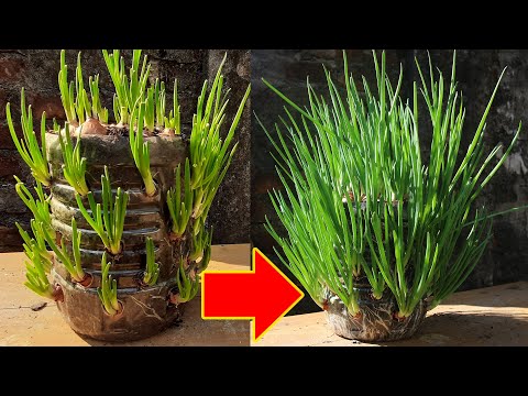 Perfect Method For Grow Green Onion In Plastic Bottle