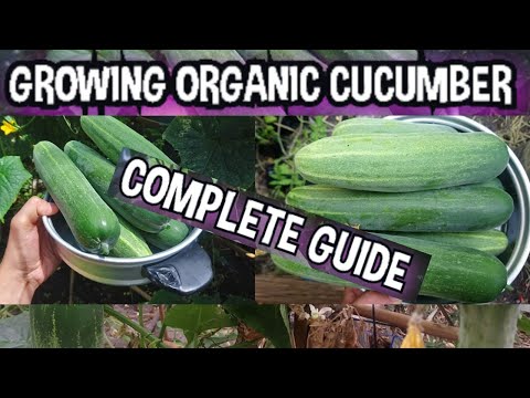 Grow Organic Cucumber at Home | A Step-By-Step Guide To Grow Cucumber Successful