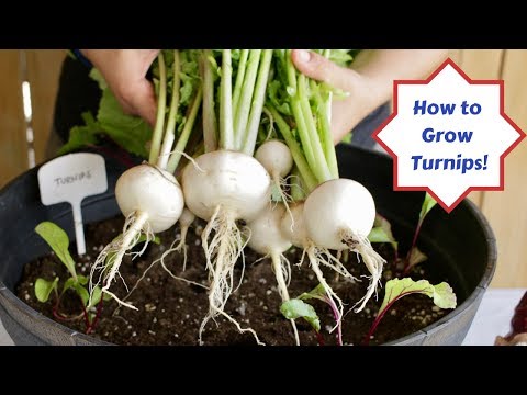 How to Grow Turnips with Assyrian Dishes!