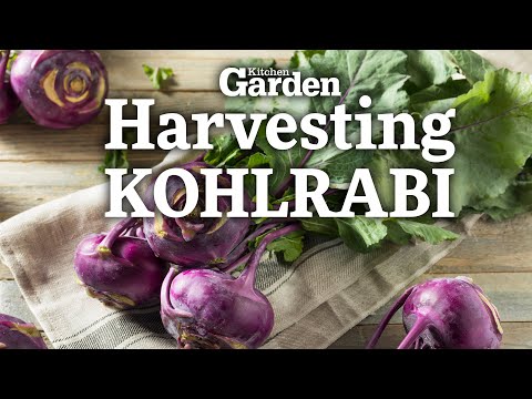 Harvesting Kohlrabi | How to grow Kohlrabi