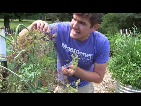 Never Buy Dill Seed Again! Plant it & Save the Seed