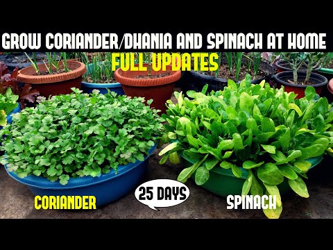 Grow Coriander and Spinach Easily At Home (FULL UPDATES)