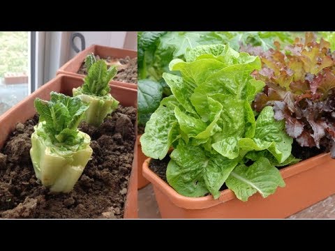 Stop Buying Lettuce, 12 Tips To Grow Your Own Endless Supply