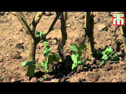 How to grow peas video with Thompson & Morgan.