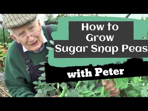 How to Grow Sugar Snap Peas | Garden Ideas | Peter Seabrook