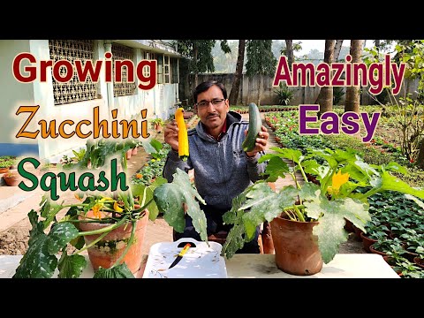 Growing Zucchini / Squash in Containers at Home Easily