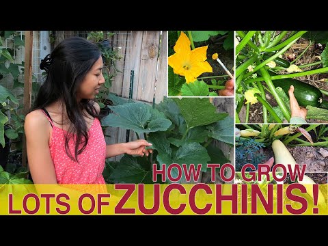 How To Grow Zucchini Successfully