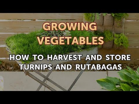 How to Harvest and Store Turnips and Rutabagas