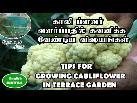 ???? ?????? ??????? ?????????? ??? ?????? (Tips for growing Cauliflower)