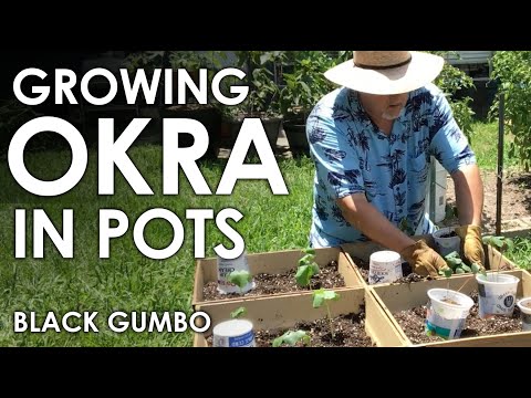How to Grow Okra Seedlings in Pots || Black Gumbo