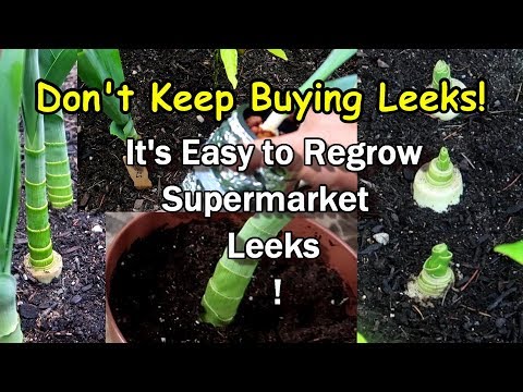 Regrow Supermarket Leeks Easily: Don't Thow Out the Chopped Off Ends!