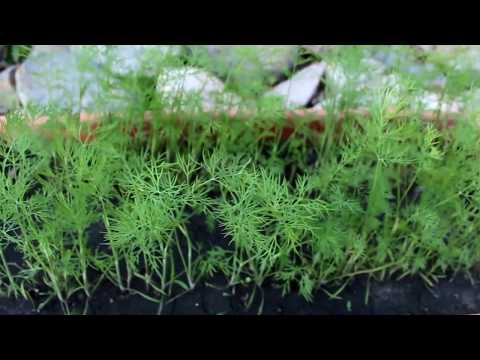 How to Grow and Harvest Dill