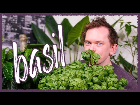 Grow Basil Indoors - Seed To Harvest!