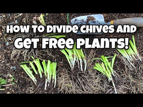 How to Propagate Chives By Division