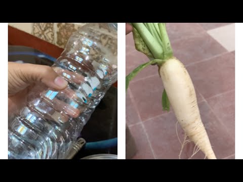 How To Grow Radish Plant In waste water bottles