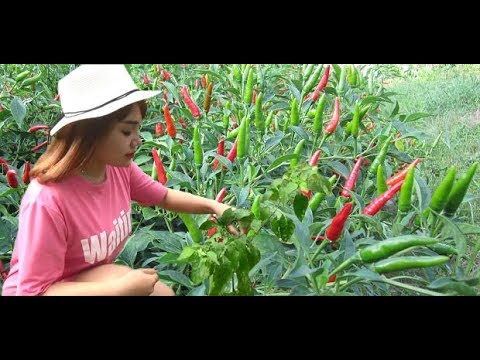 How to Grow Chilli Peppers - Growing Chillies