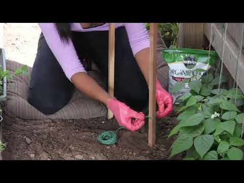 How to Plant Sugar Snap Peas With Poles