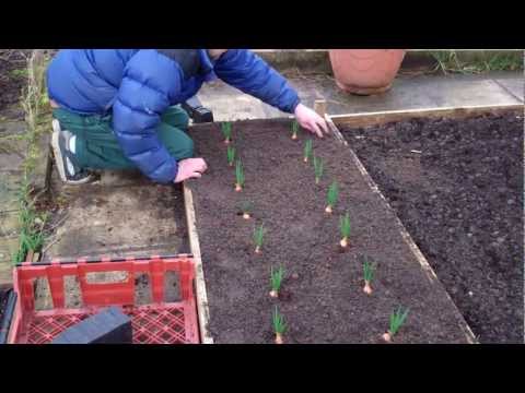 Allotment Diary Planting out the Shallots in the raised bed March 18th