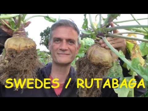 Harvesting Swedes/Rutabaga