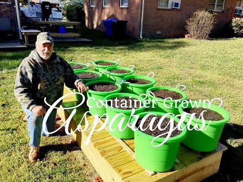 How To Grow Asparagus in Containers (Part 1 of 3)