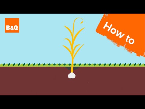 How to grow garlic