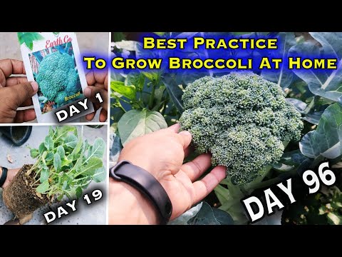 Easiest Method to Grow Broccoli At home (From seed to harvest - A Complete Guide)
