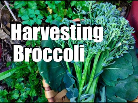 Harvesting Broccoli - When, How and TIps for Broccoli Flowers & Leaves