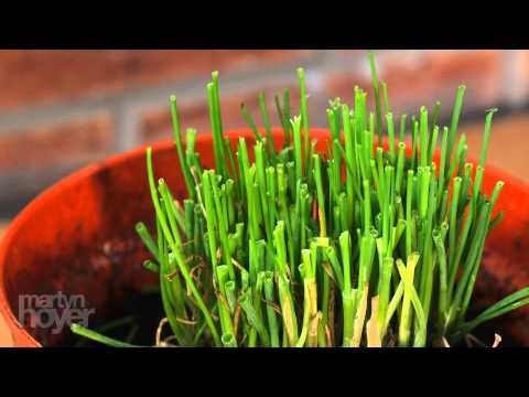Growing chives - 3 day time lapse