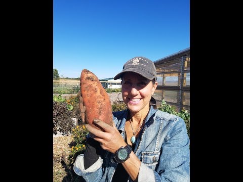 GROW SWEET POTATOES LIKE A BOSS!