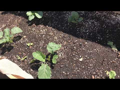 How to grow brussel sprouts from seed 7 weeks old