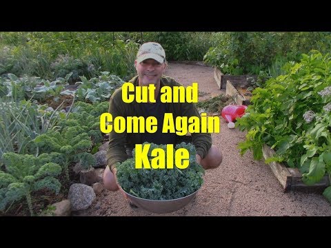 How to Harvest Kale