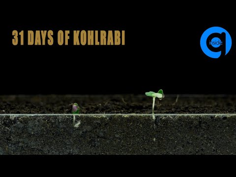 Kohlrabi Seed Germination & Growth Time Lapse - Soil cross section - Growing Plant