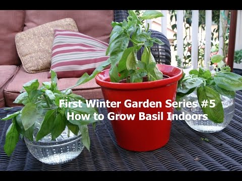 First Winter Garden Series #5: How to Grow Basil Indoors