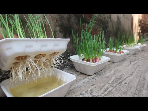 Brilliant idea | How to grow Onions & Garlic in Styrofoam Box for beginners